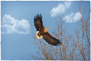 Seeadler