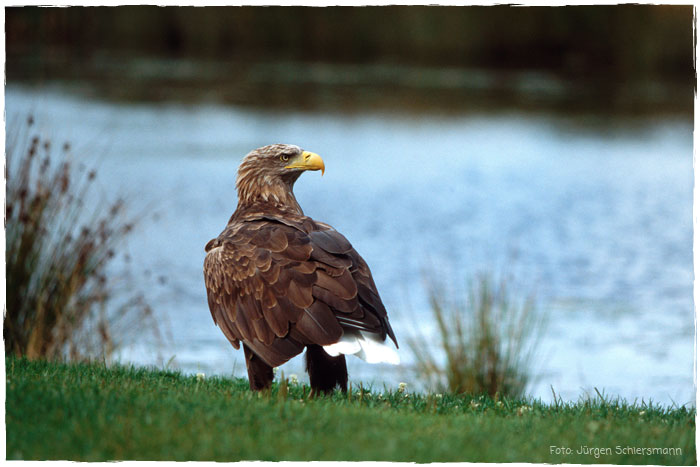 Seeadler